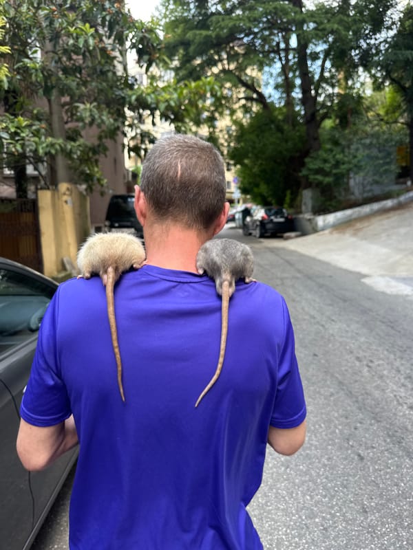 Everyday street life in Sochi, rats and all