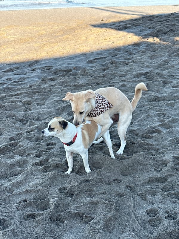 Dogs, a toddler, and beachgoers on a North Kuta shore
