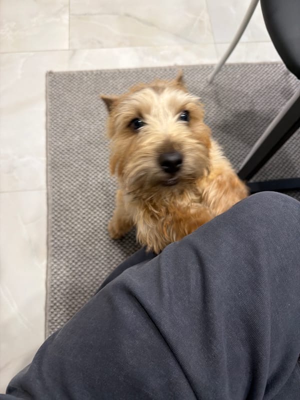 Small terrier photographed multiple times looking up at camera