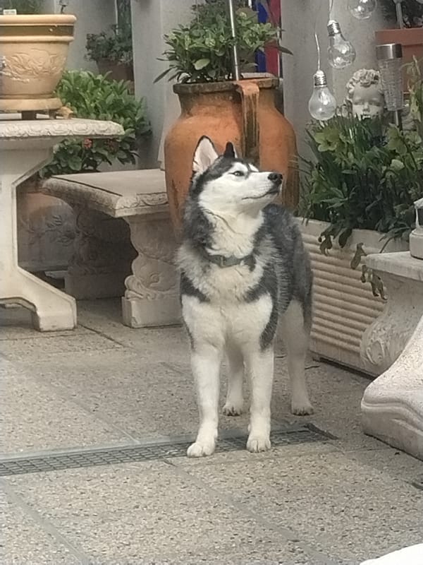 Husky explores garden display amid decorative statuary in Luxembourg