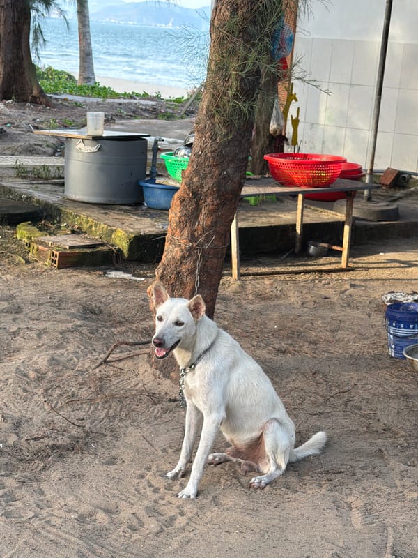 Morning at Quy Nhon beach: shoreline strolls and quiet coastal scenes