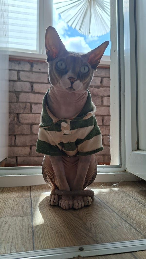 Sphynx cat in a striped shirt, Myadzyel home, July morning