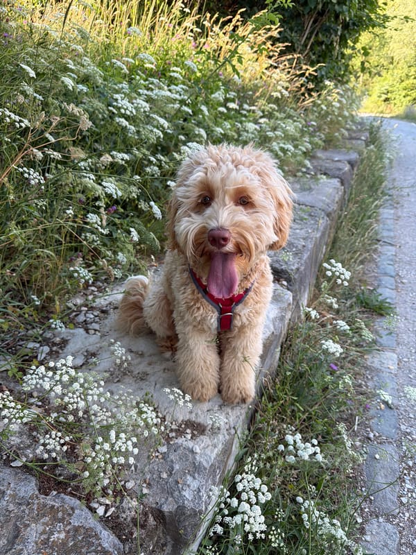 Dog roams a flower-lined path in Poing on a June morning