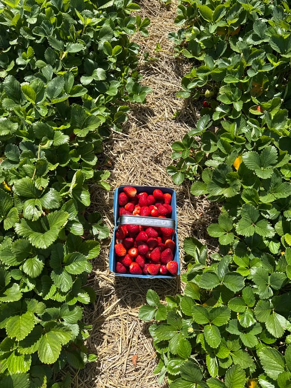 Pick-your-own strawberry farm visit in Great Yarmouth