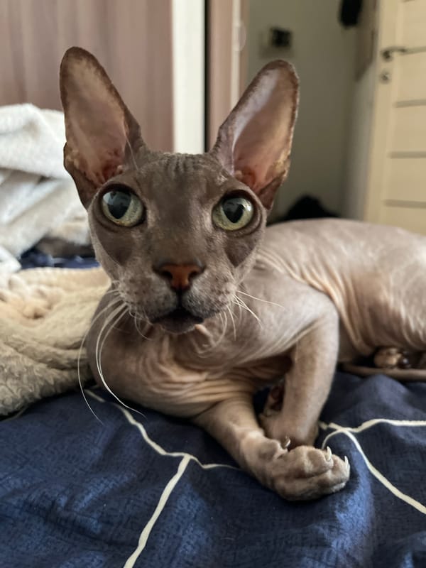 Sphynx cats, art, and curios fill a Balaklava home