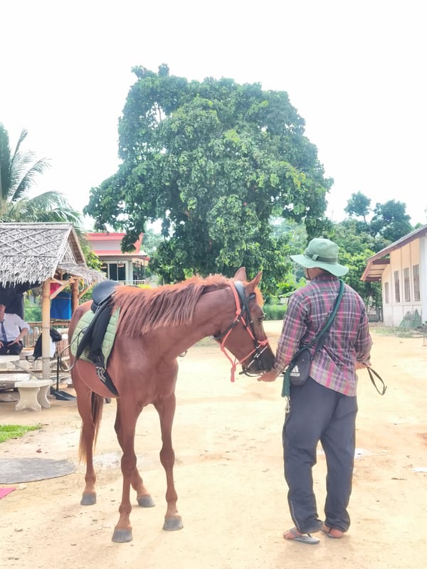 Man handles saddled horse in rural Thailand village