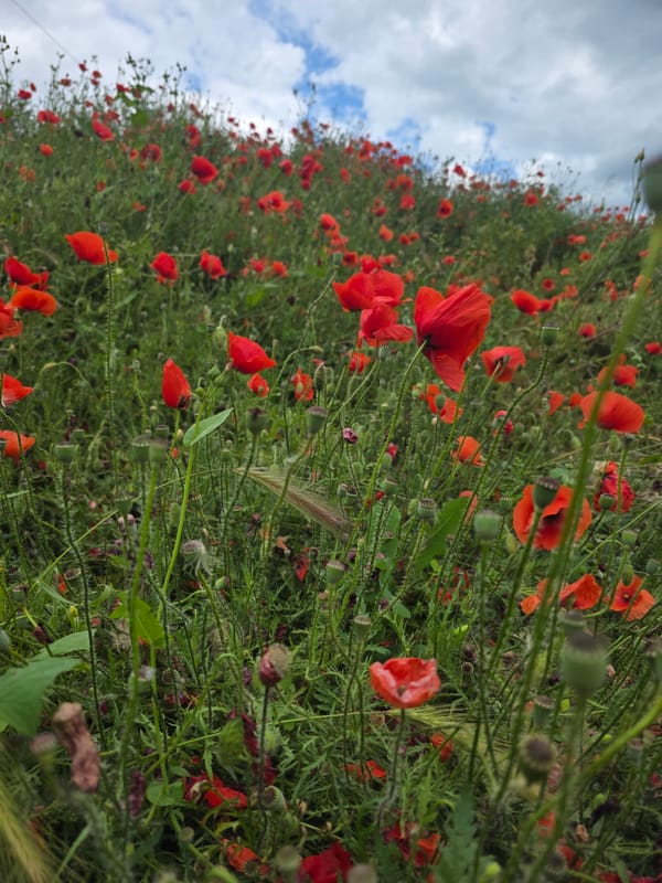 Spring walk documented across Varna's parks and streets