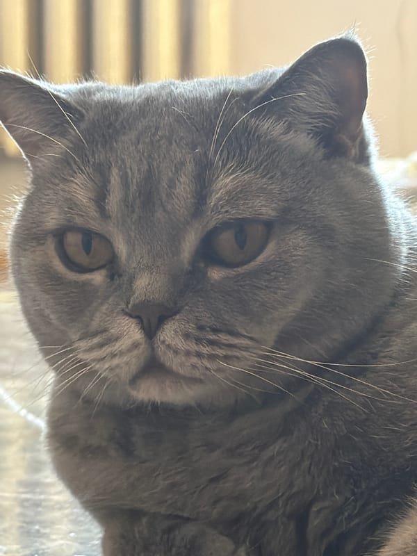 Gray cat with golden eyes photographed in Perm, Russia