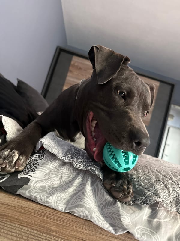 Pit bull on a bed, teal toy, fully unbothered