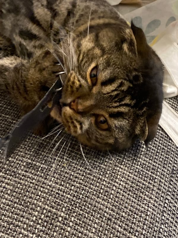 Tabby cat owns the couch in Purkersdorf