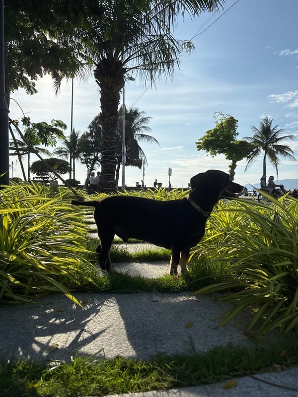 Nha Trang's coastal promenade on a quiet sunny morning