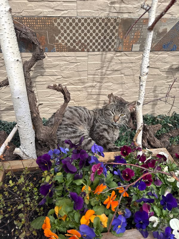 Tabby cat naps in planter box in Burgas