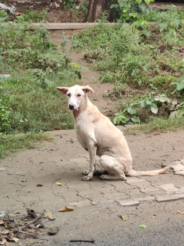 Gurgaon street life: traffic, animals, and everyday movement