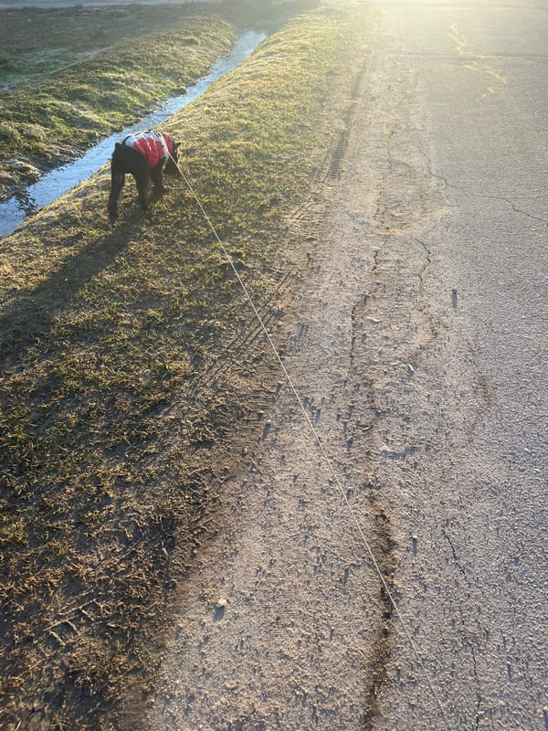 Morning dog walk documented in Podolsk residential area