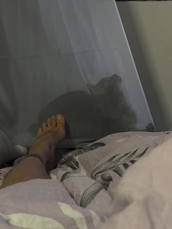 Person reads Yalom book in bed with cat companion