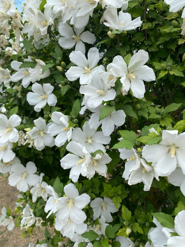 White blooms and seed heads in a Kushchovskaya summer morning