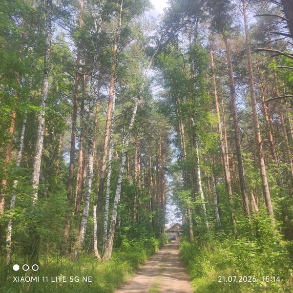 Sunlit forest road through birch and pine, Siberia