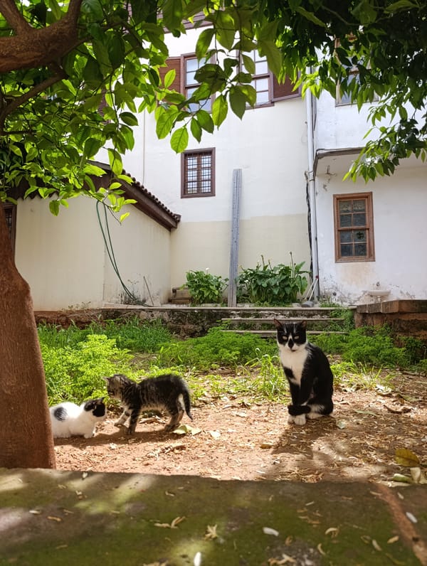 Morning snapshots of daily life across Antalya neighborhoods