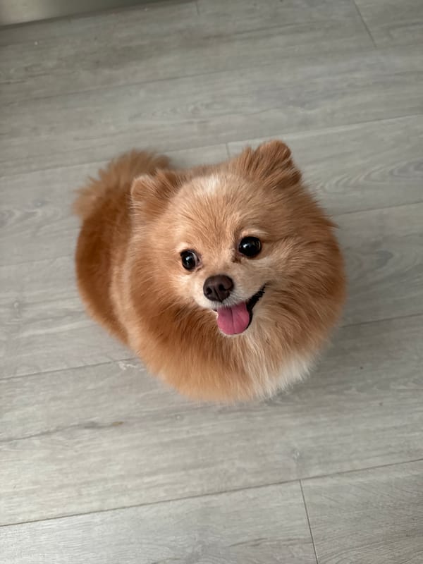 Pomeranian dog photographed on wooden floor in Saint Petersburg