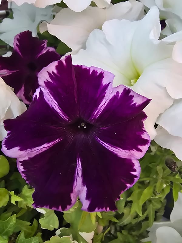 Close-up look at colorful garden plants in Sofiivska Borshchahivka