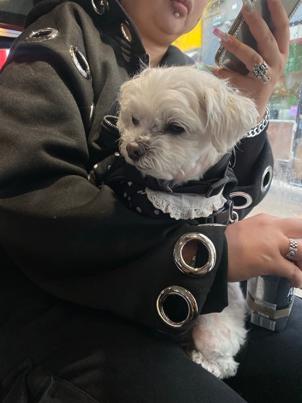 Person holds small white dog in London