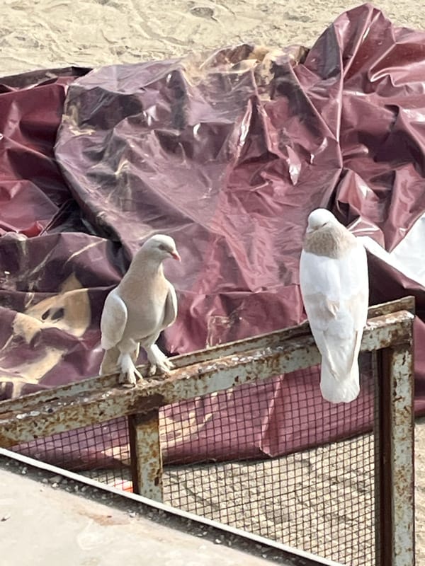 Pigeons gather on metal structures near Alanya beach