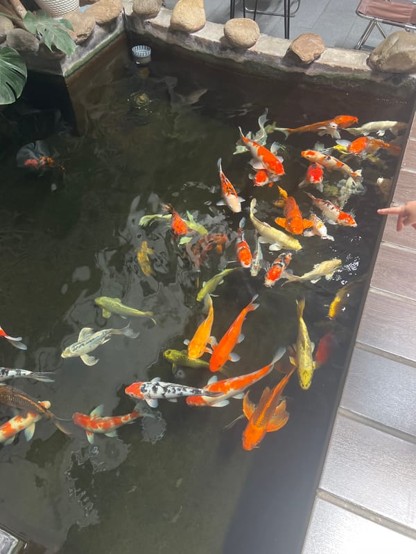 Colorful koi pond at a Hoi An café, July 2026