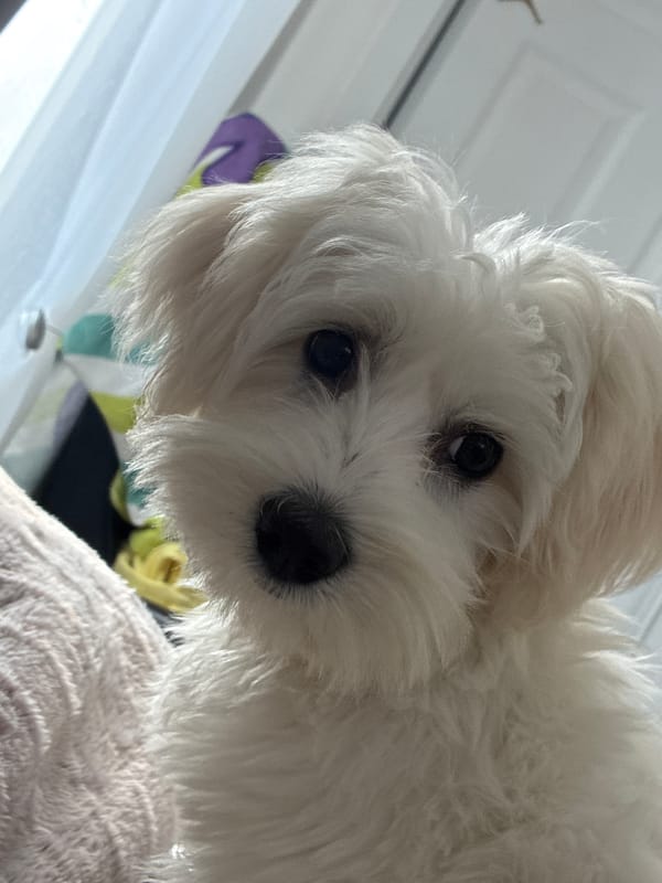 White dog enjoys afternoon nap in Los Angeles home