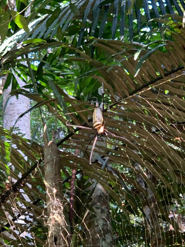 Spider spotted in web amid tropical foliage on Ko Samui