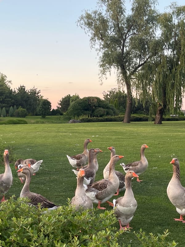 Geese and a peacock roam a thatched-roof estate at dusk in Dnipro