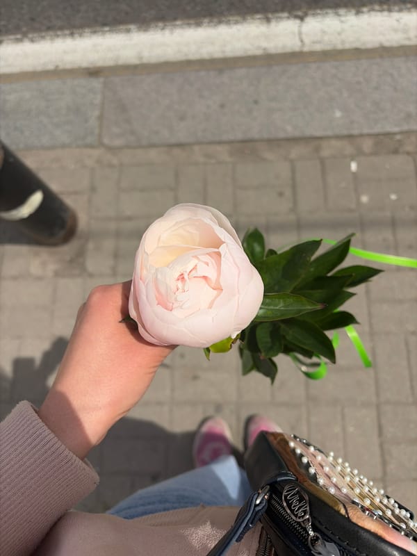 Person holds pink peony with green ribbon outdoors