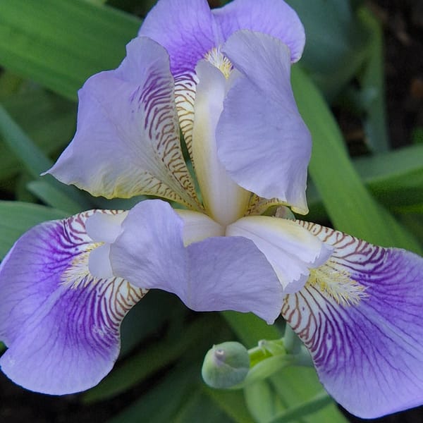 Early morning iris blooms and flag display documented in Kemerovo
