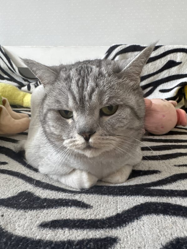 Grey tabby chills on zebra blanket while a laptop runs nearby