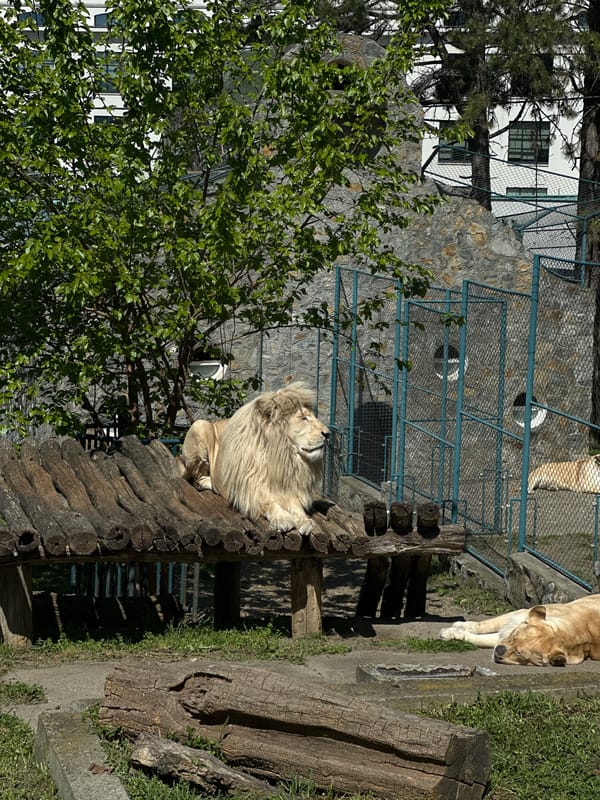 Visitor documents animal encounters during Belgrade Zoo trip