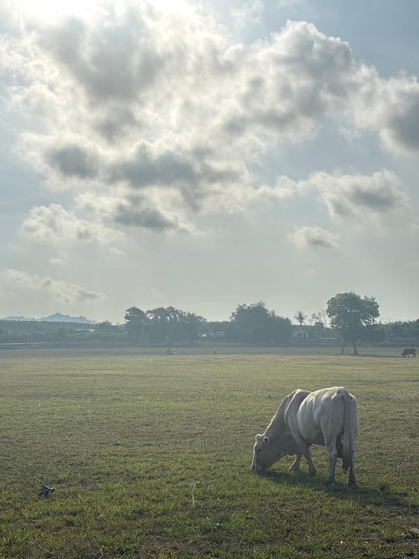 Early morning pastoral scenes captured around Choeng Thale, Thailand