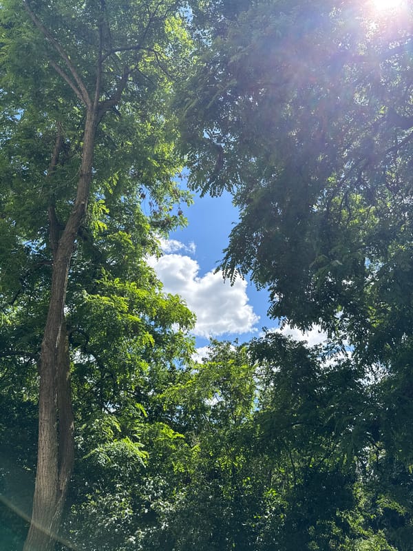 Summer day captures fruit picking, nature scenes, outdoor moments