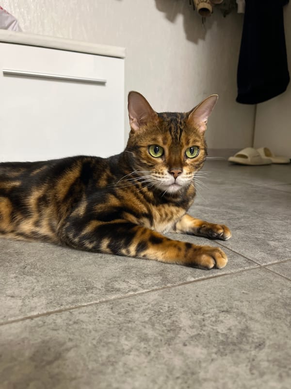 Bengal cat at home, plus a few paintings on the wall
