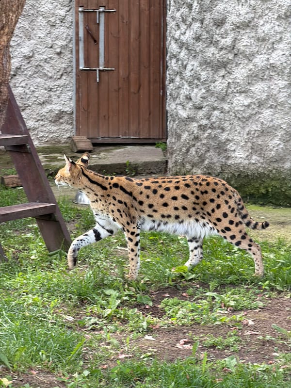Morning walk through Izhevsk Zoo, covering dozens of species