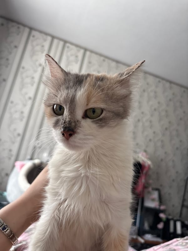 Calico kitten photo session in Svietlahorsk bedroom