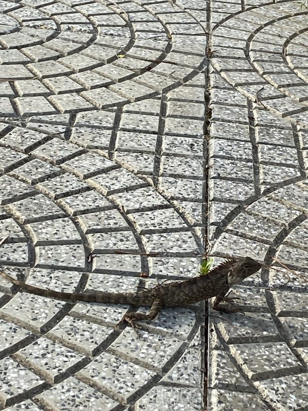 Wildlife and blooms along a Đà Nẵng pathway
