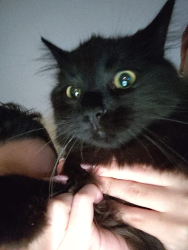 Evening at home with black cat and movie snacks
