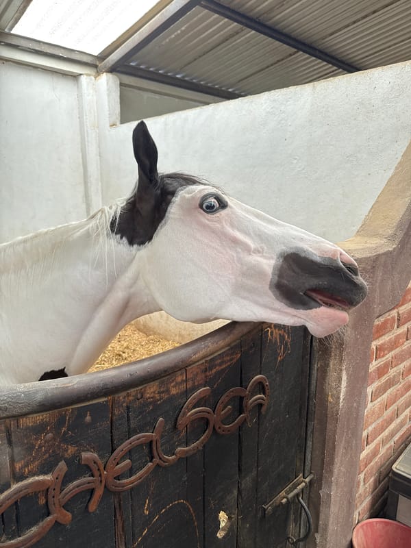 Evening activity recorded at horse stable in San Gregorio Atzompa