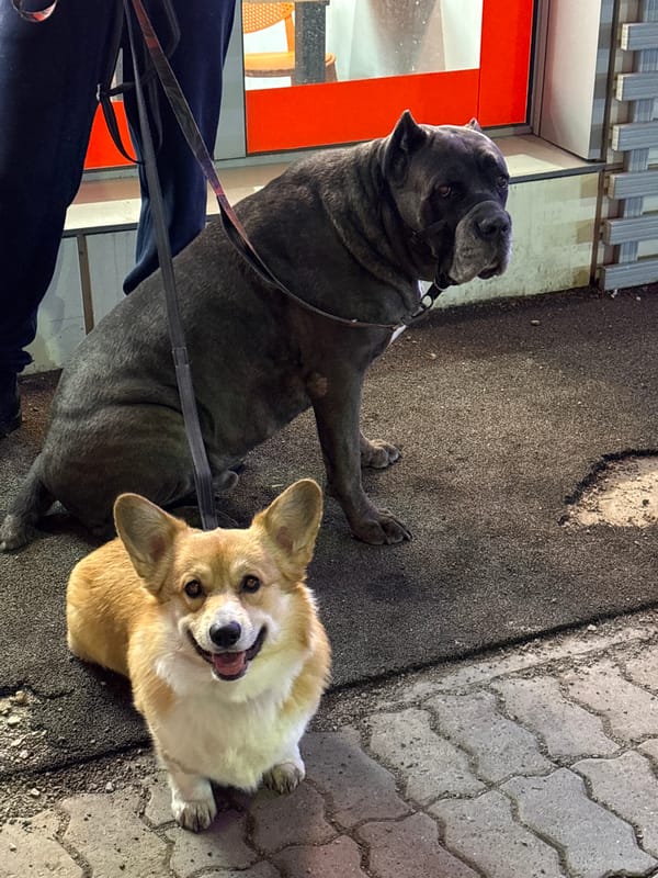 Dogs and monuments spotted during afternoon walk in Krasnoyarsk