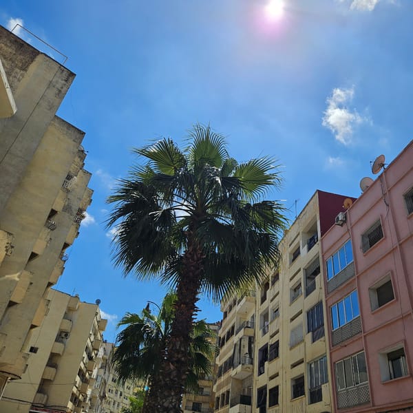Palm trees photographed between buildings in Fez, Morocco