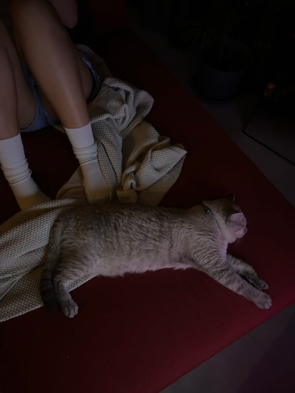 Durian unboxed and eaten, cat naps nearby