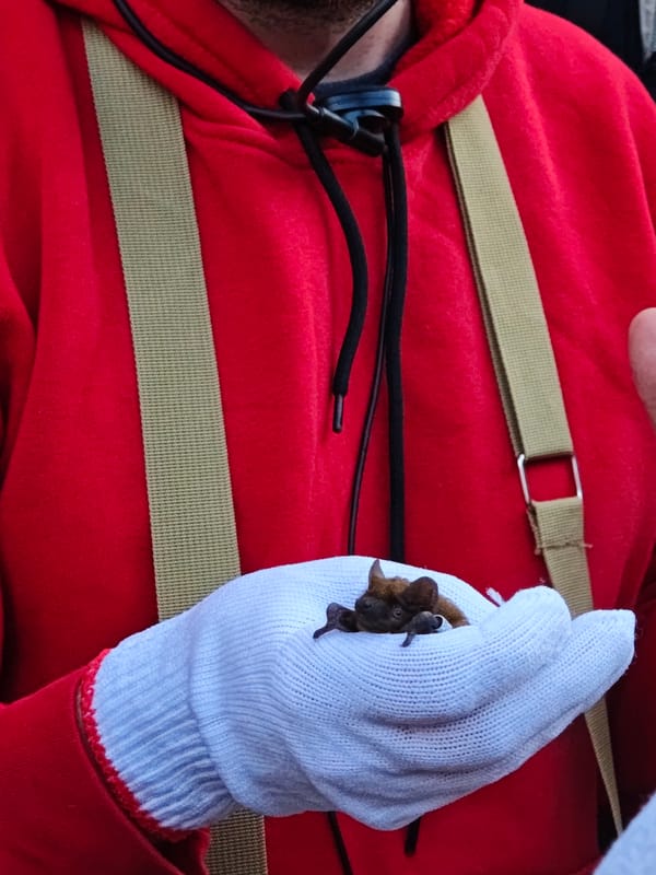 Wildlife encounter draws crowd in Vinnytsia as bat rescued