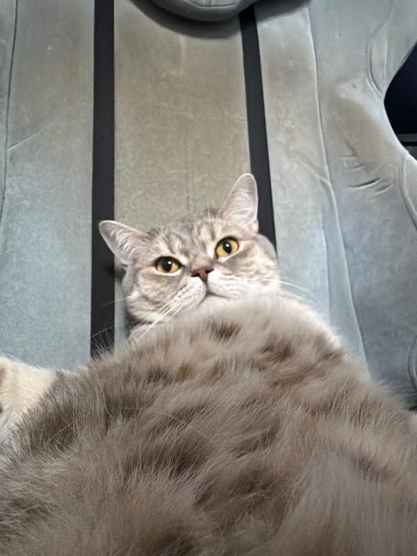 Domestic life documented in Chaikovsky: cat, meal, ambulance sighting