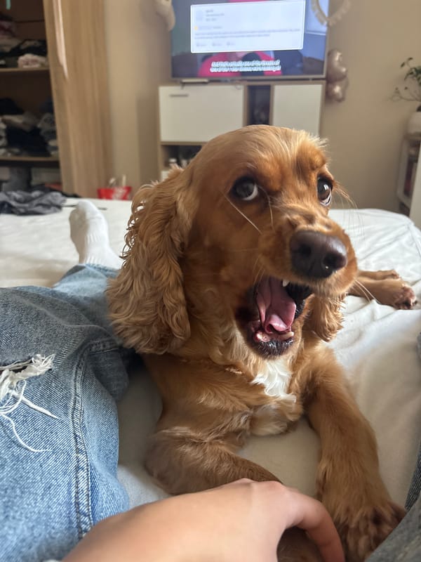 Chilling at home in Shumen with a cocker spaniel