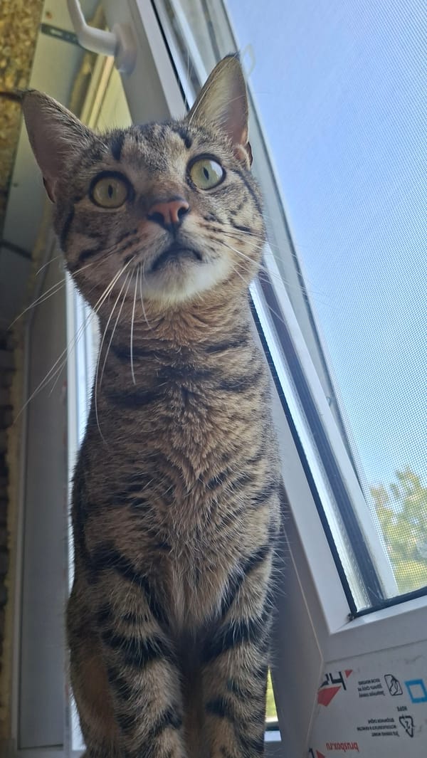 Morning cat life documented in rural Belarus home
