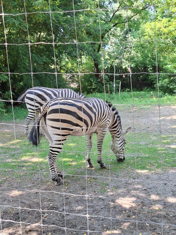 Zebras in an outdoor enclosure at a Kyiv zoo